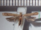 Mesophleps safranella